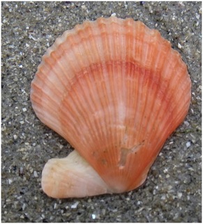 Spiny pink scallop (Chlamys hastata)