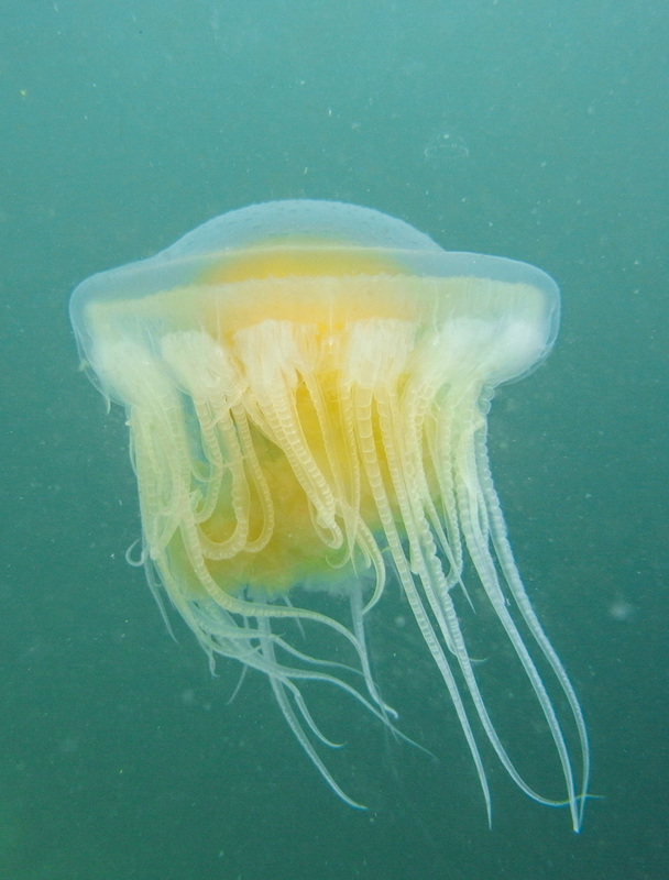 Fried egg jellyfish, egg yolk jelly (Phacellophora camtschatica)