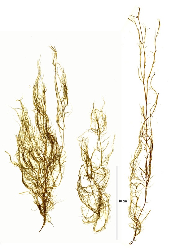 Golden sea hair (Dictyosiphon foeniculaceus)