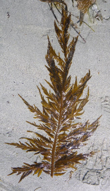 Flattened acid kelp (Desmarestia ligulata)
