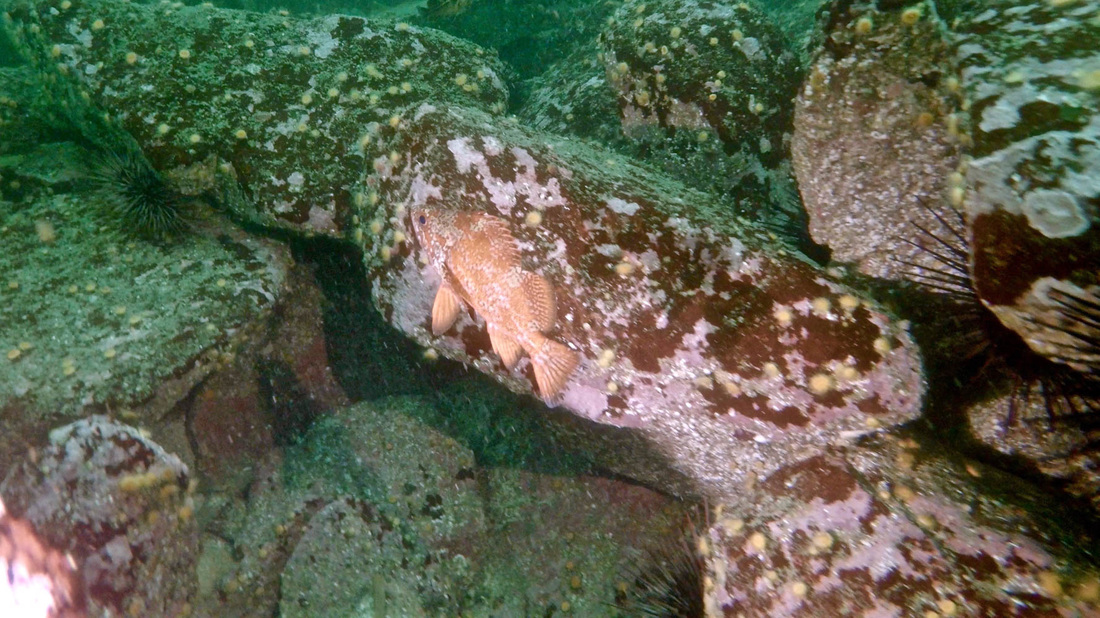 Vermilion rockfish (Sebastes miniatus)