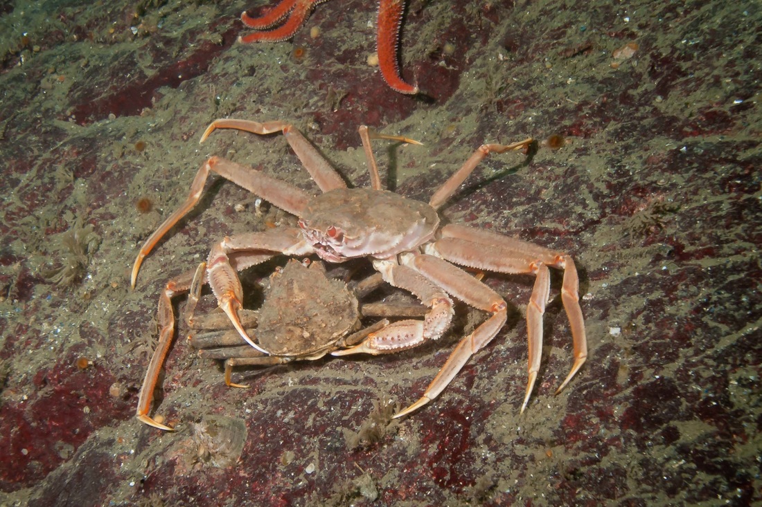 Tanner crab (Chionoecetes bairdi)