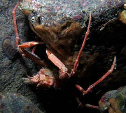 Longhorn decorator crab (Chorilia longipes)