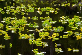 Yellow pond-lily (Nuphar polysepala)