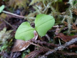 Heart-leaved twayblade  (Listera cordata)