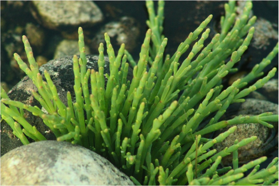 Sea asparagus (Salicornia pacifica)