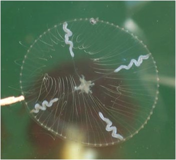 Cross jelly • Mitrocoma cellularia - Biodiversity of the Central Coast