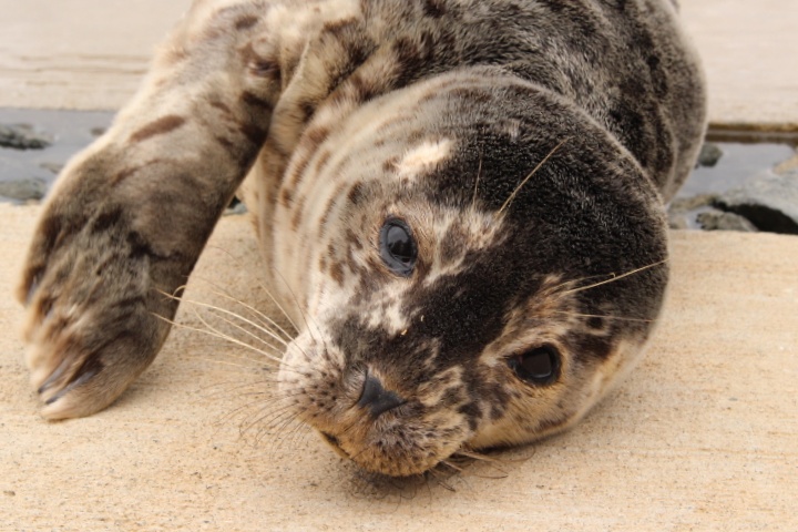 Pacific harbour seal  (Phoca vitulina)
