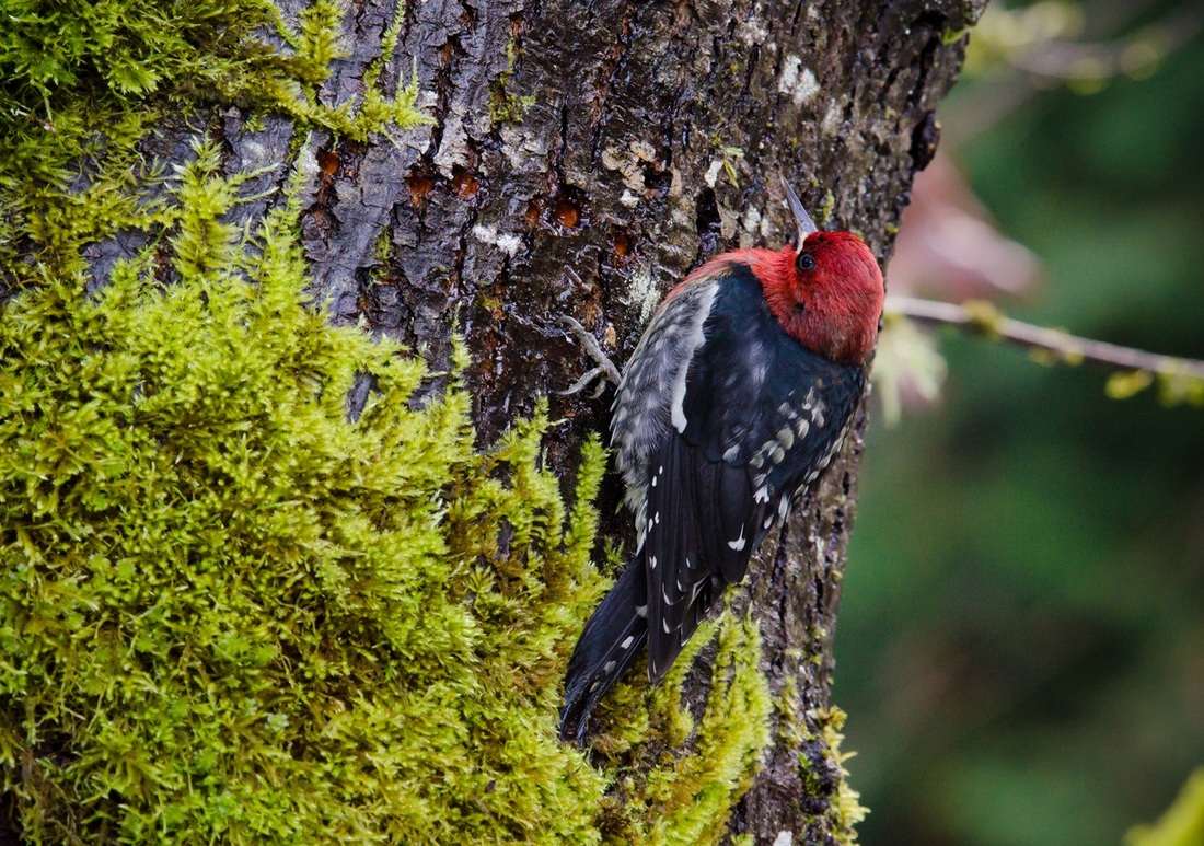 Red-breasted sapsucker (Sphyrapicus ruber)