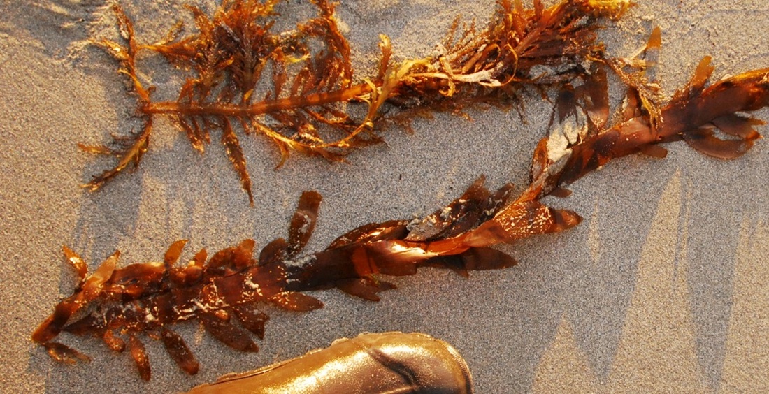 Coarse acid kelp (Desmarestia munda)
