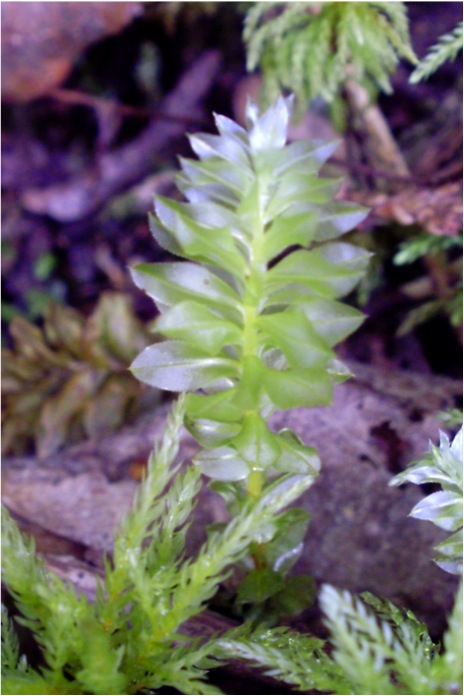 Badge moss  (Plagiomnium insigne)
