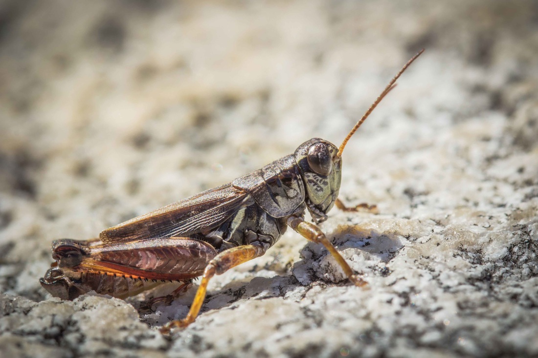 Huckleberry grasshopper (Melanoplus fasciatus)