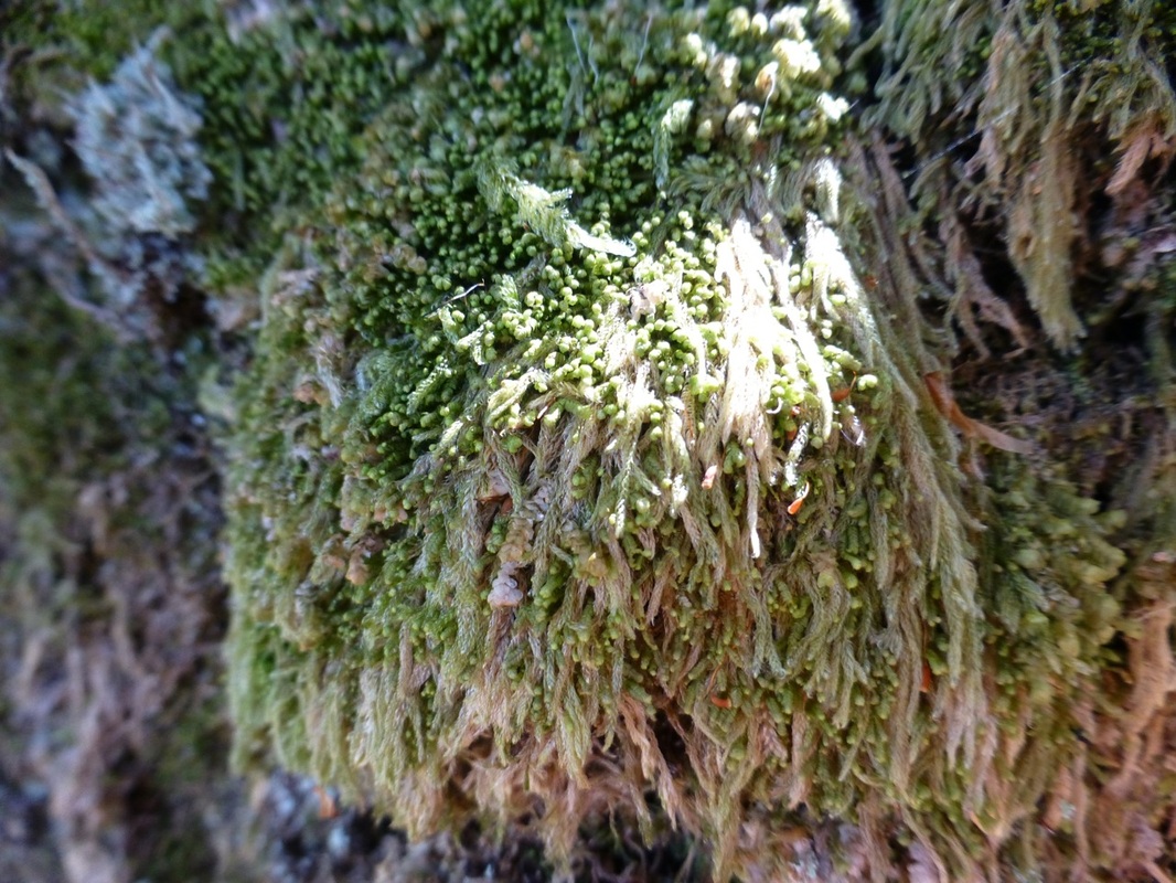 Coiled-leaf moss (Hypnum circinale)