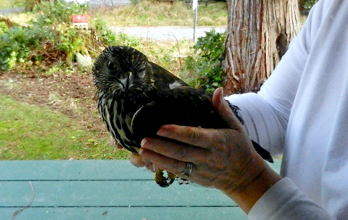 Cooper's hawk (Accipiter cooperii)