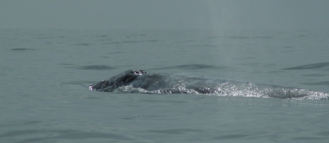 Grey whale (Eschrichtius robustus)