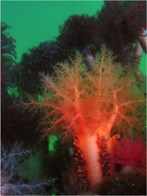 Orange sea cucumber (Cucumaria miniata)