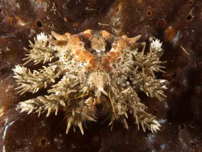 Heart crab (Phyllolithodes papillosus)