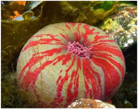 Painted anemone  (Urticina crassicornis)