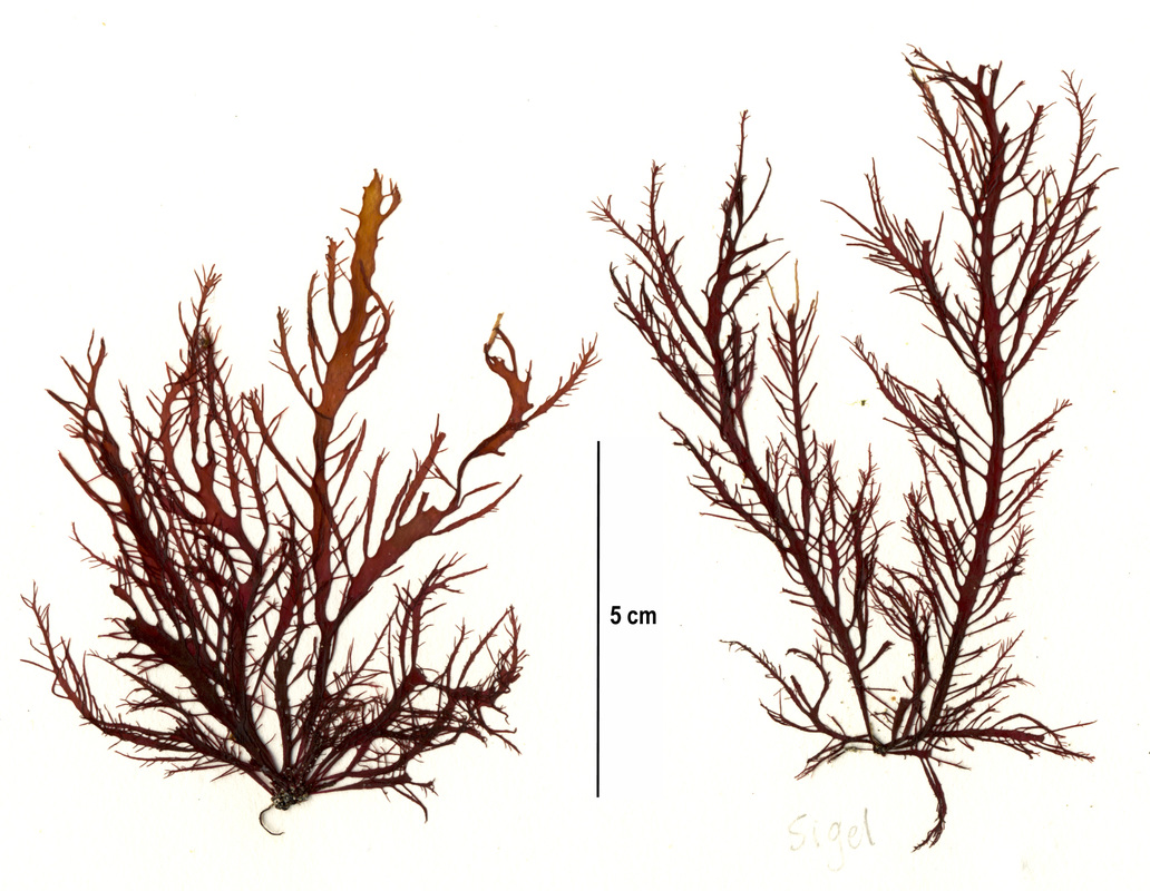 Farlow's seaweed (Farlowia mollis)