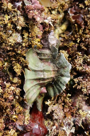 Leafy hornmouth (Ceratostoma foliatum)