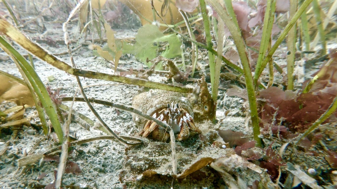 Blackeyed hermit (Pagurus armatus)