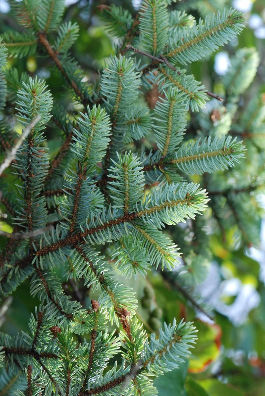 Sitka spruce  (Picea sitchensis)