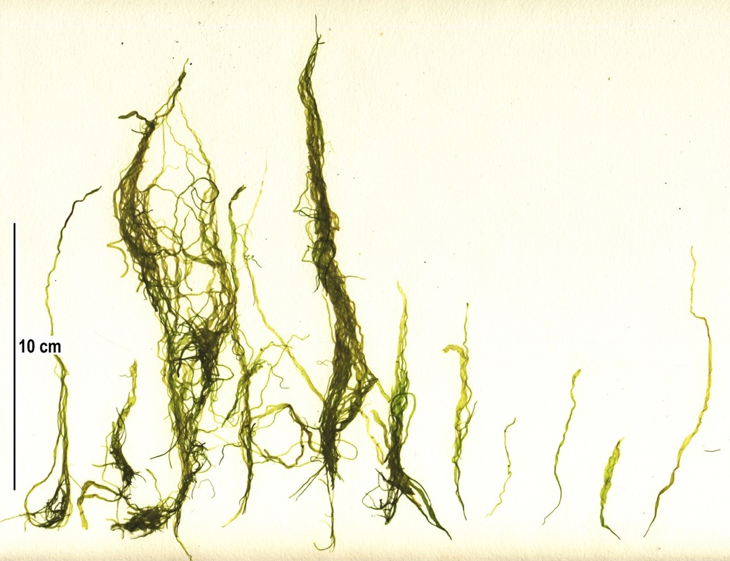 Sea hair (Ulva intestinalis)