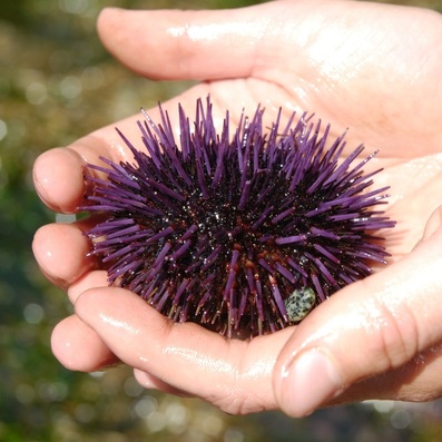 Purple sea urchin (Strongylocentrotus purpuratus)