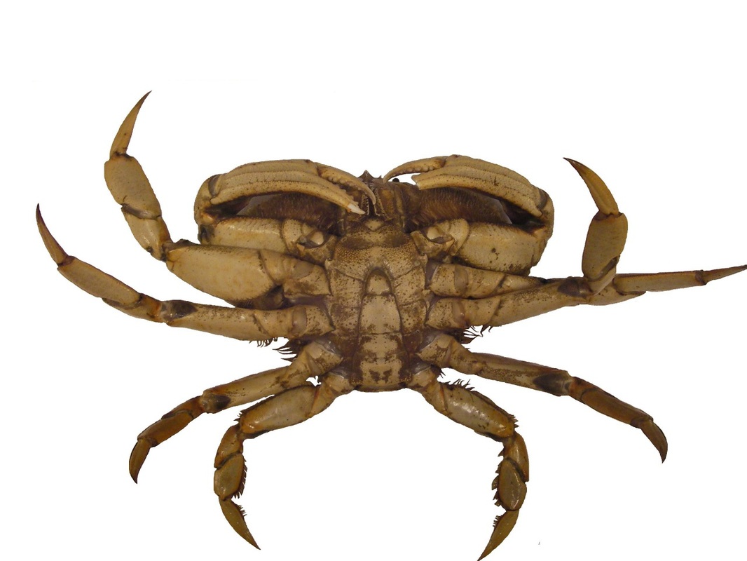 Dungeness crab  (Cancer magister)
