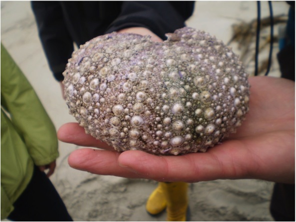 Purple sea urchin (Strongylocentrotus purpuratus)