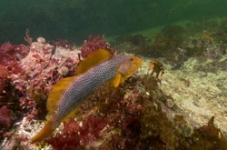 Kelp greenling (Hexagrammos decagrammus)