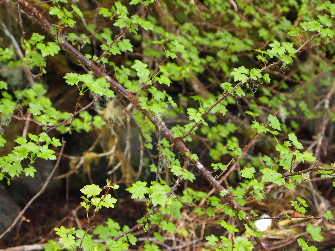 Black gooseberry (Ribes lacustre)