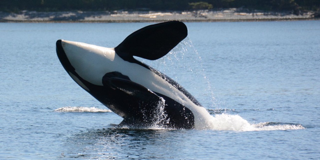 Killer whale (Orcinus orca)