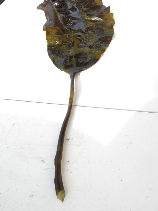 Broad-ribbed kelp, sea spatula (Pleurophycus gardneri)