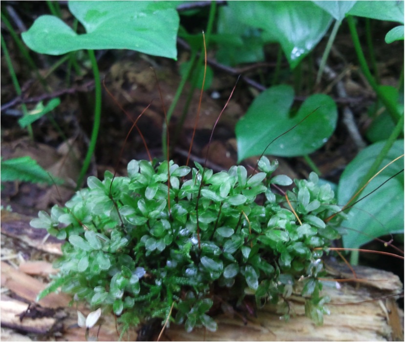 Fan moss  (Rhizomnium glabrescens)