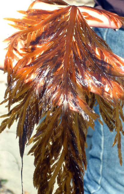 Flattened acid kelp (Desmarestia ligulata)