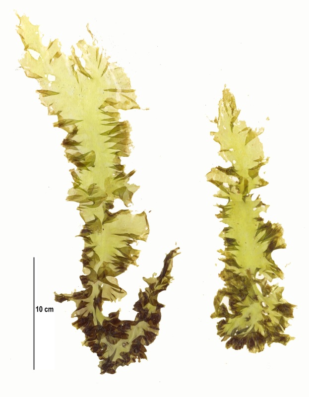 Black seaweed (Pyropia abbottiae)