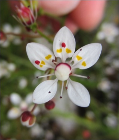 Alaskan saxifrage (Saxifraga ferruginea)
