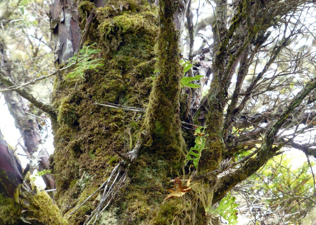 Western yew  (Taxus brevifolia)