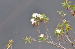 Labrador tea (Rhododendron groeniandicum)