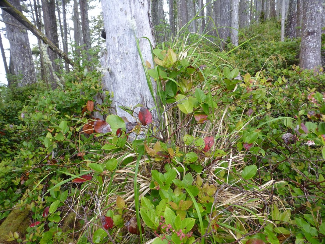 Nootka reedgrass (Calamagrostis nutkaensis)