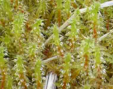 Bent-leaf moss (Rhytidiadelphus squarrosus)