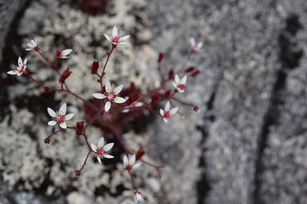 Alaska saxifrage (Saxifraga ferruginea)