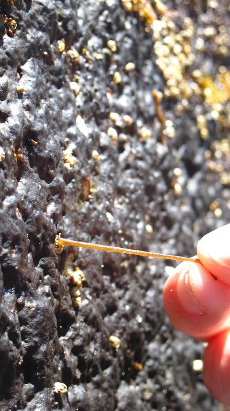Rubber threads (Nemalion elminthoides, Nemalion helminthoides)