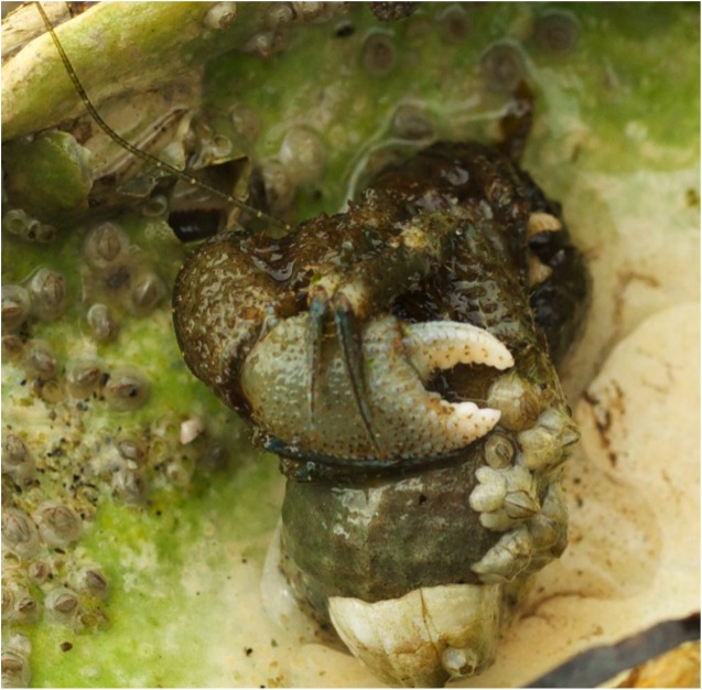 Hairy hermit crab (Pagurus hirsutiusculus)