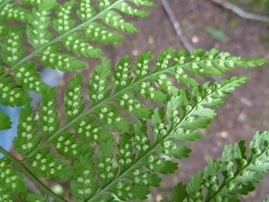 Lady fern (Athyrium filix-femina ssp. cyclosorum)