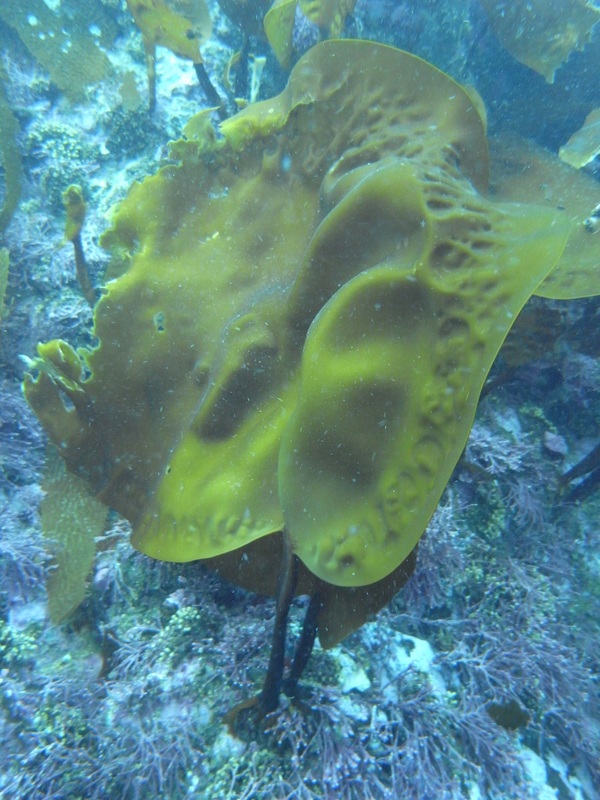 Split kelp (Saccharina groenlandica)