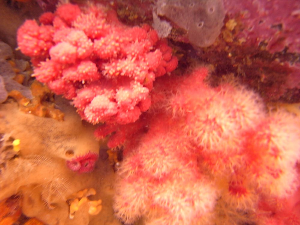 Red soft coral (Gersemia rubiformis)