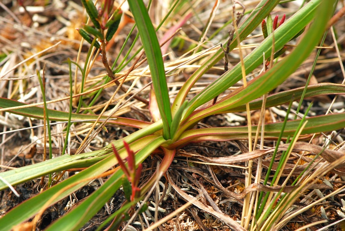 Alaska plantain (Plantago macrocarpa)