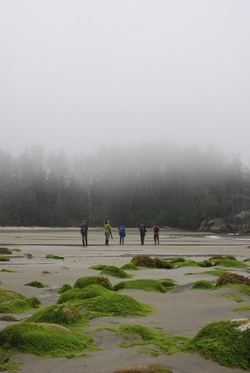 Calvert Island British Columbia Central Coast